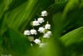 Picture Title - Lily of the Valley