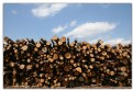 Picture Title - woodpile