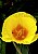 California Poppy and Friend