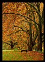 Picture Title - Raining Autumn