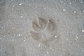 Picture Title - Impronta