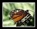 Picture Title - Torn Monarch Butterfly