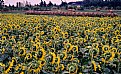 Picture Title - Sunflower Field