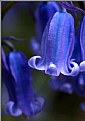 Picture Title - Deep Blue Bells