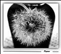 Picture Title - dandelion