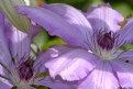 Picture Title - Clematis 2