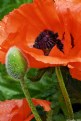Picture Title - Poppies