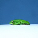 Picture Title - frog reflected