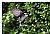 Fly like a hummingbird