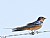 Barn Swallow