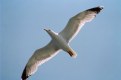 Picture Title - Sea Gull