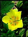 Picture Title - yellow flower