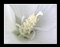 Picture Title - White Flower_101