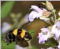 Picture Title - the flight of BumBlebEeS