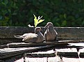 Picture Title - "Mourning" Sunbathers