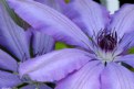 Picture Title - Clematis 3