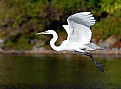 Picture Title - Flight of the Egret