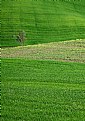 Picture Title - Tuscany tree