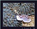 Picture Title - Nudibranch