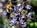 Picture Title - bzzzz