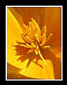 Picture Title - Shadows in a Yellow Flower