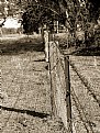 Picture Title - Fence Line