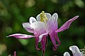 Picture Title - Pink columbine
