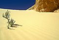 Picture Title - Green and Alone in the Desert