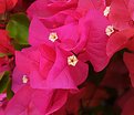 Picture Title - Bougainvilla