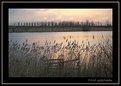 Picture Title - Willows and Reed