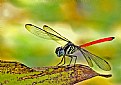 Picture Title - Red Tailed Dragonfly