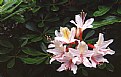 Picture Title - Azalea Blossoms (1)