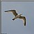 Seagull in Flight