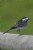 Pied Wagtail 2
