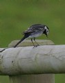 Picture Title - Pied Wagtail 3