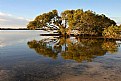 Picture Title - Mangrove Reflection