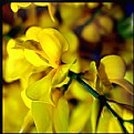 Picture Title - Yellow