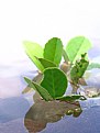 Picture Title - life