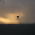 Picture Title - Sunset spider