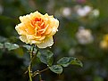 Picture Title - Rose in the Rain