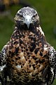 Picture Title - Hawk or falcon