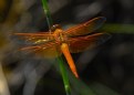 Picture Title - Orange Dragonfly