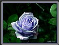 Picture Title - Blue Rose