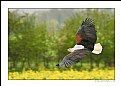 Picture Title - Fish Eagle