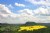 canola fields