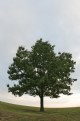 Picture Title - tree