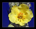 Picture Title - yellow flower