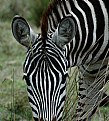 Picture Title - Zebra