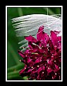 Picture Title - Magenta Flower & Feather