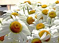 Picture Title - daisies